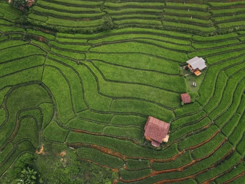 FB071-006 Ban Pa Pong Piang Rice Terraces