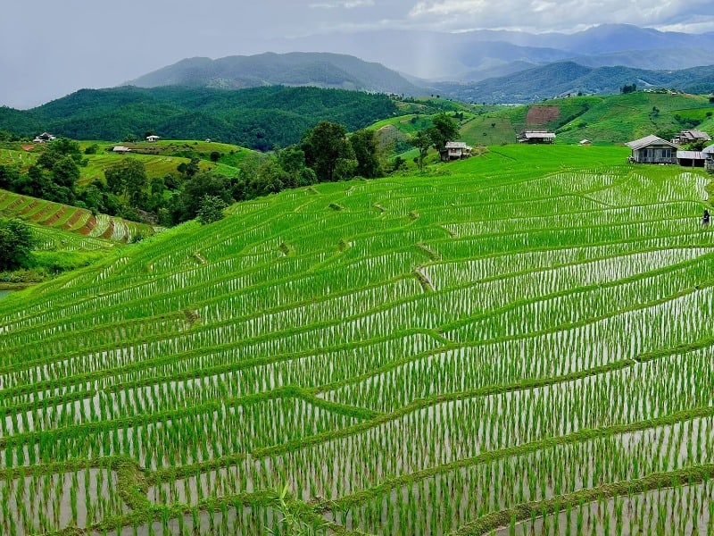 Ban Pa Pong Rice Terraces Tour