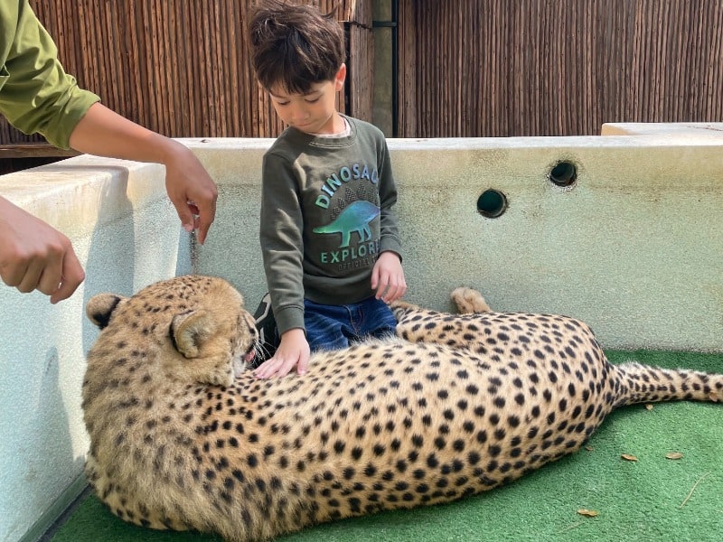 Tiger Kingdom 2