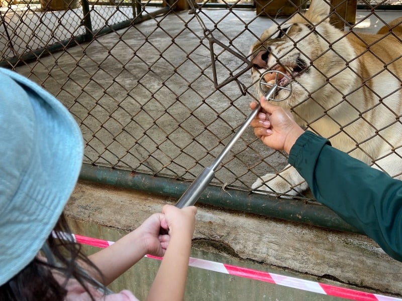 Tiger Kingdom 3