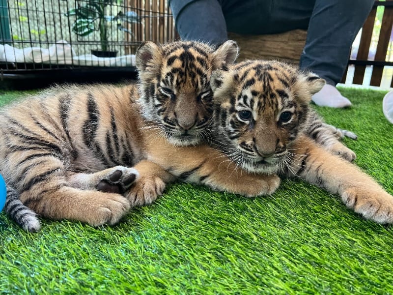 Tiger Kingdom 5