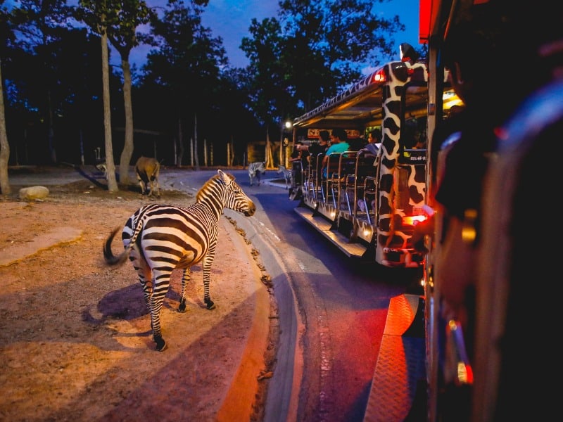 Chiang Mai Night Safari 1