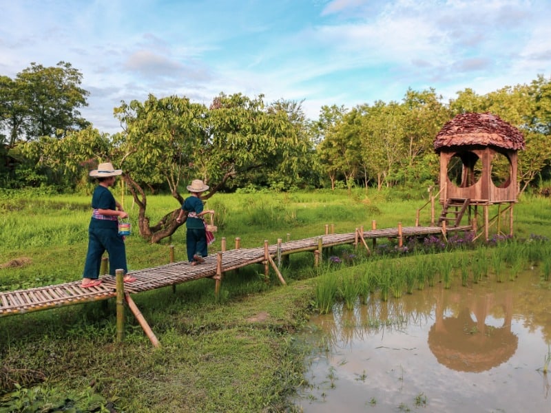 Hang Tueng Farm 3