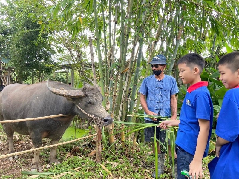 Hang Tueng Farm 6