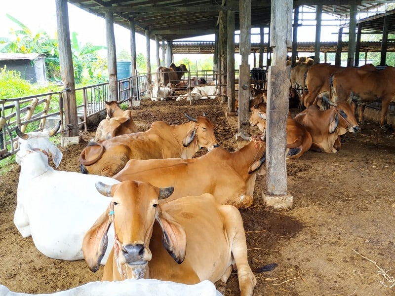 Pan’s Farm 2