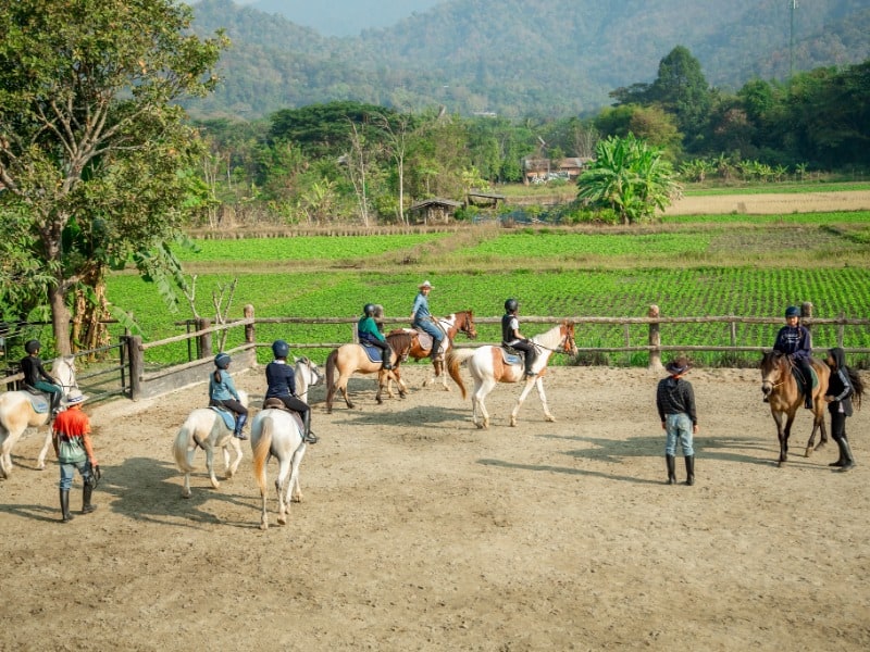 Pong Horse Park 16