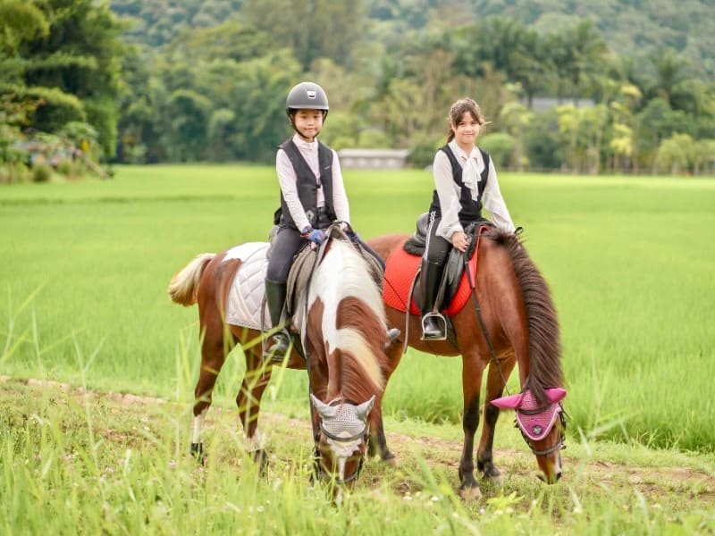 Pong Horse Park 23