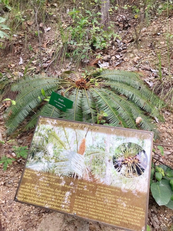 Pha Chor 6