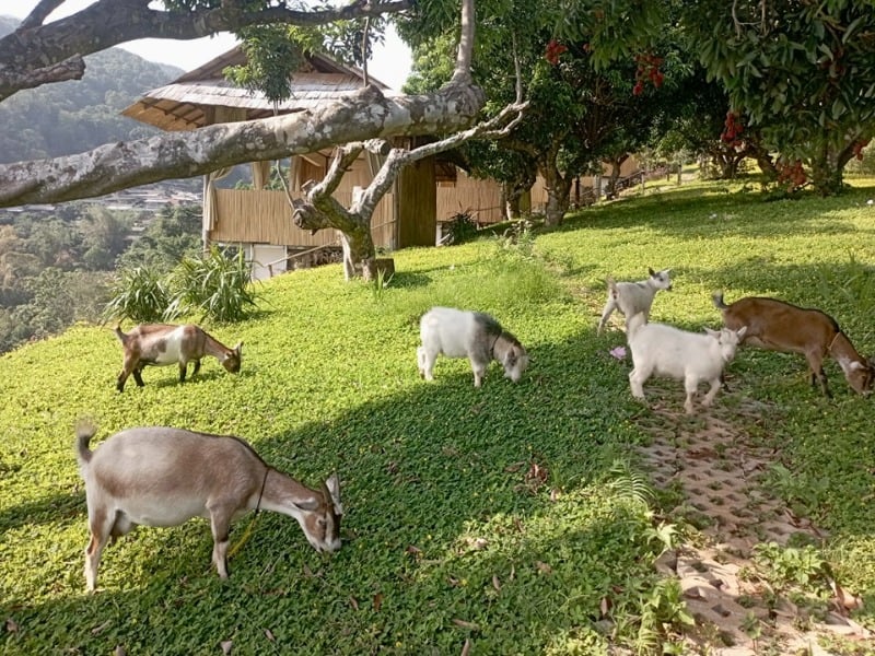 Kirin Farm Chiang Mai 6