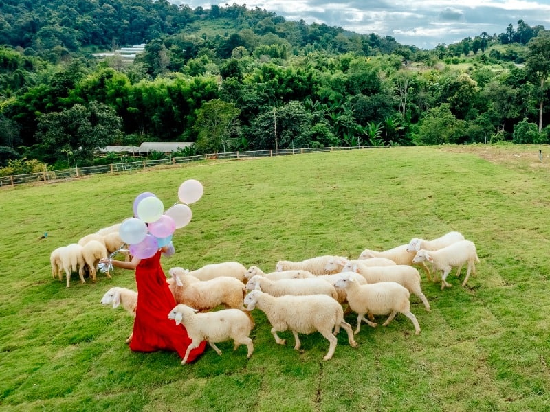 Maekee Sheep House 5