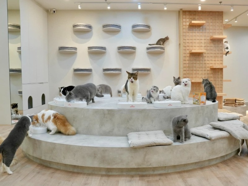Mali Cat Cafe & Bar Nimman 1