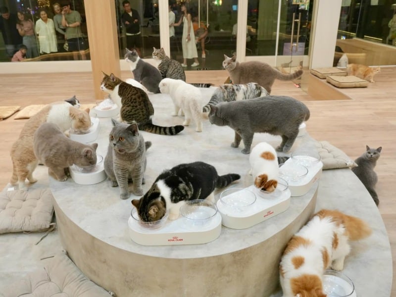 Mali Cat Cafe & Bar Nimman 2