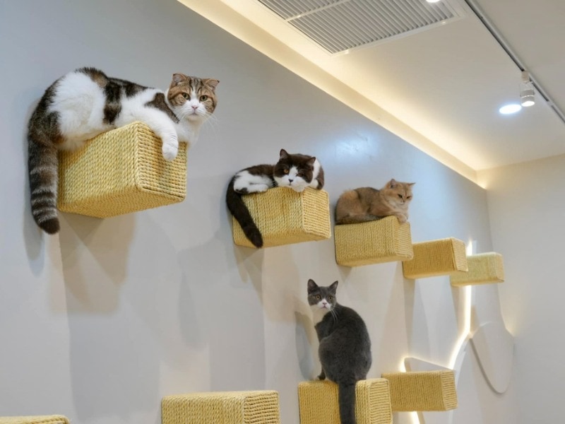 Mali Cat Cafe & Bar Nimman 3