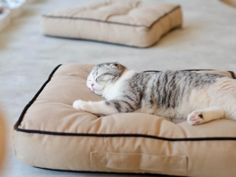 Mali Cat Cafe & Bar Nimman 4