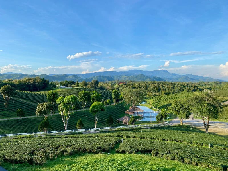 Choui Fong Tea Plantation 11