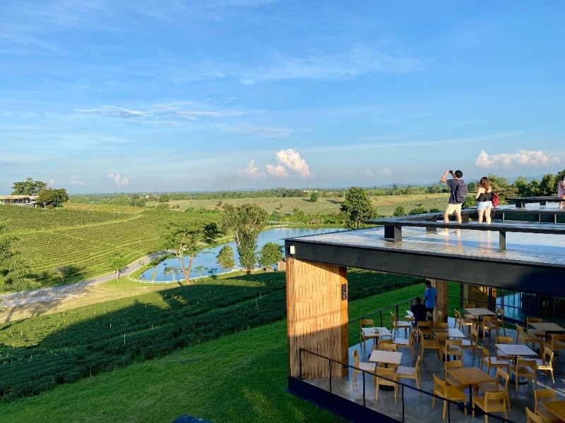 Choui Fong Tea Plantation 9