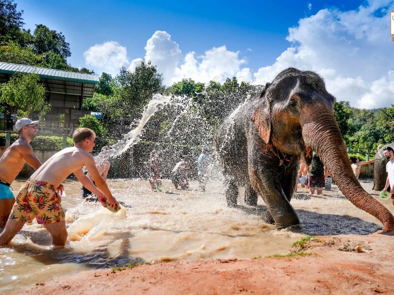 Elephant Jungle Sanctuary 純大象保育上/下午體驗營 1900銖