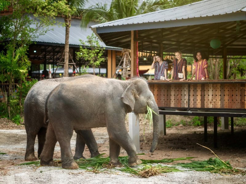 Elephant Jungle Sanctuary 23