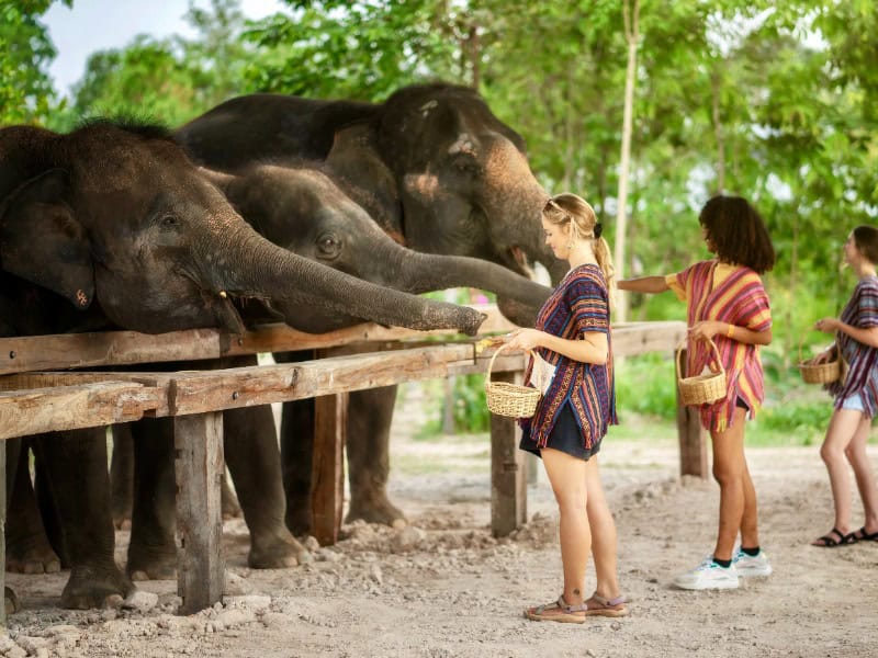 Elephant Jungle Sanctuary 純大象保育全日體驗營 2800銖