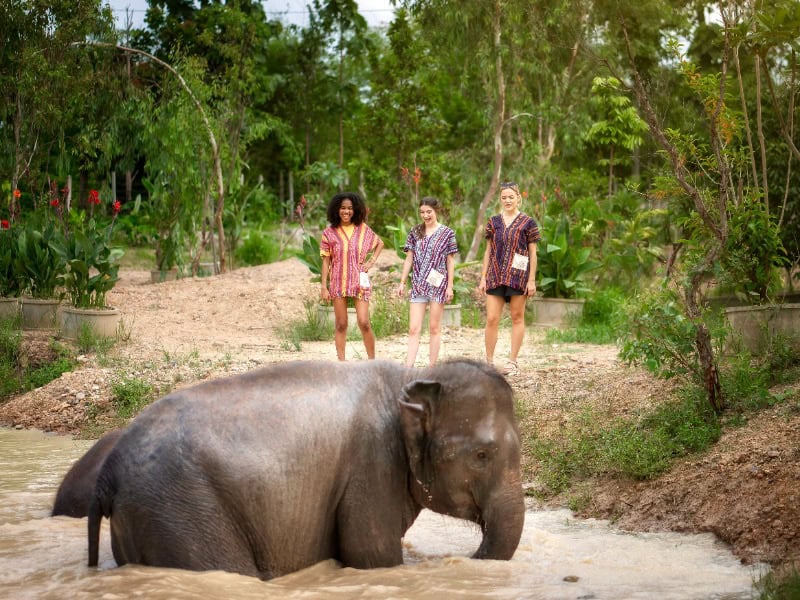 Elephant Jungle Sanctuary 29