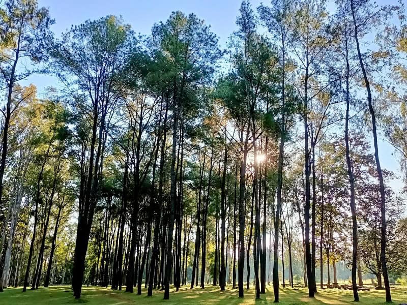 Mae Taeng Pine Garden 1