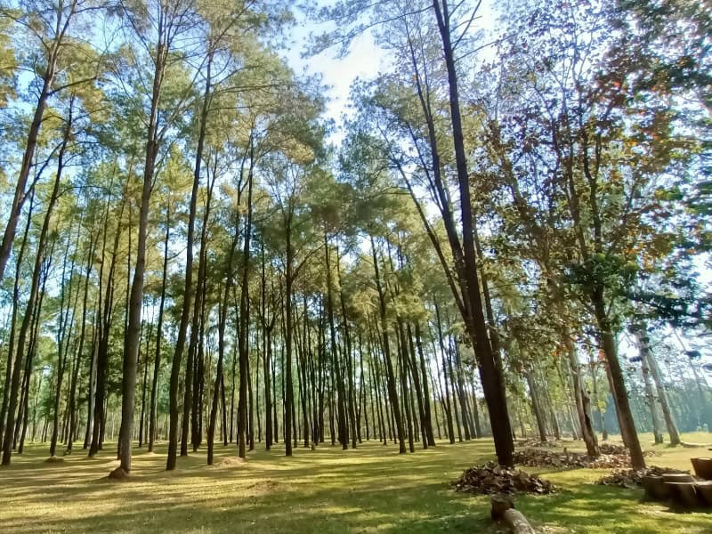 Mae Taeng Pine Garden 3