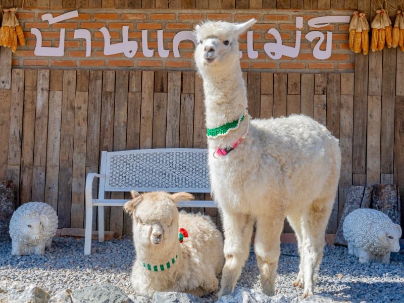 Maekee Sheep House 9