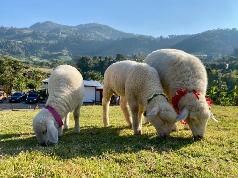 Maekee Sheep House 13