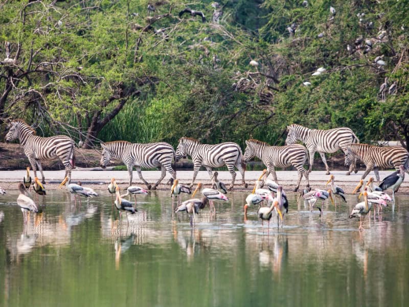 Safari World Bangkok 2