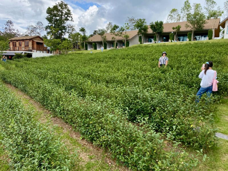PASSA Tea Plantation at Mae On 3