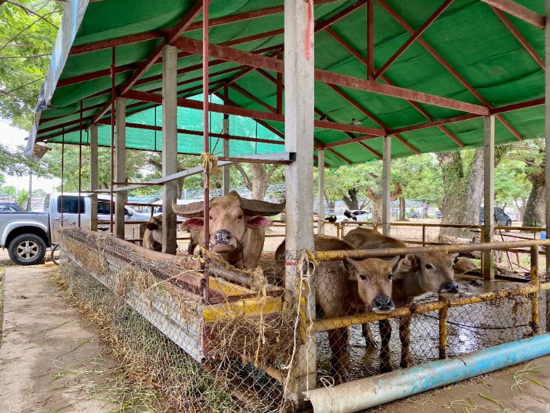 Wat Lathiwan 2
